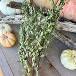 DF-7001 - Blue Gum Eucalyptus