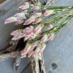 DF-7028 - Pink Bunny Tails